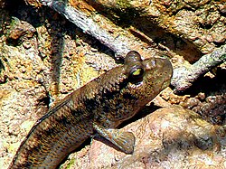 Tiktaalik's discoverers believe the animal ventured onto land just as present-day mudskippers do, propping up on their fins.