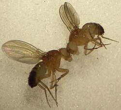 Wild-type wing (left) vs. miniature wing (right)
