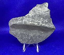 A piece of fossilized driftwood from the Middle Devonian (Givetian) of New York State.