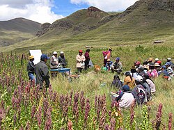 Farmer field school on crop husbandry and quinoa production near Puno, Peru