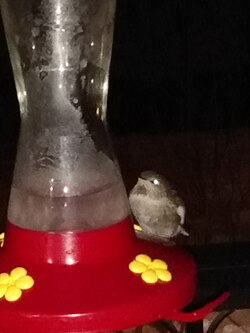 Anna's hummingbird (Calypte anna) in nocturnal torpor during a cold winter night (−8 °C (18 °F) near Vancouver, British Columbia. The bird remained in torpor with an unchanged position for more than 12 hours.