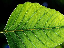 Leaf lamina. The megaphyllous leaf architecture arose multiple times in different plant lineages