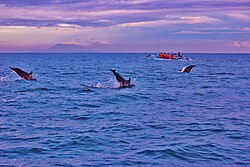 Dolphins and sunrise in Lovina