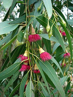 Eucalyptus leucoxylon var. 'Rosea' showing flowers and buds with operculum present