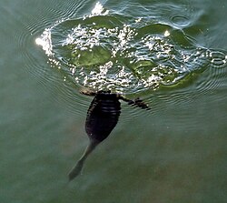 Diving grebe
