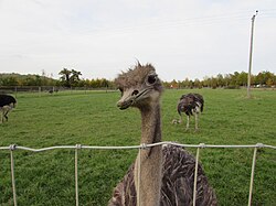 An ostrich in captivity in a farm park in Gloucestershire, England.