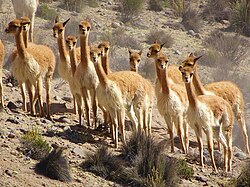 Herd of vicuñas near Arequipa, Peru