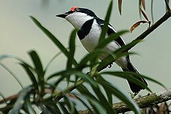 The wattles above the eyes of this common wattle-eye are used in communication