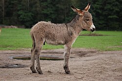 A three-week-old donkey foal