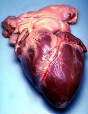 Human heart during an autopsy