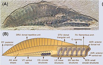 Well preserved specimen and diagram of body anatomy