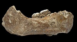Fossil jaw (Xiahe mandible) of a denisovan