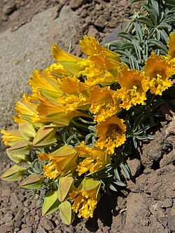 Tropaeolum polyphyllum