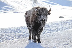 Bison in winter in Hayden Valley
