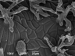 Scanning electron micrograph inner surface of pitcher plant