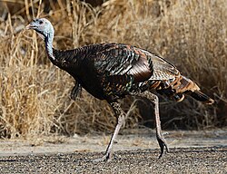 M. g. intermedia have relatively long legs