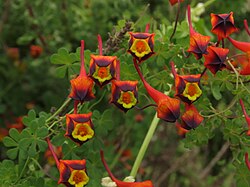Tropaeolum tricolor