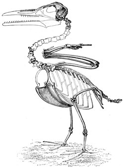 Skeletal restoration based on the holotype of I. victor (now I. dispar) by O.C. Marsh.