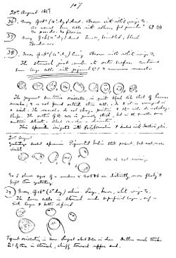Ronald Ross won the 1902 Nobel Prize for showing that the malaria parasite is transmitted by mosquitoes. This 1897 notebook page records his first observations of the parasite in mosquitoes.