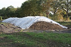 Temporary storage of potatoes in the Netherlands