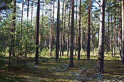 Scots pine Pinus sylvestris is the most common tree species in Estonian forests.