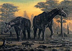 Paraceratherium restored next to Hyaenodon