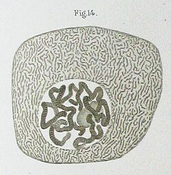 Drawing of a Chironomus salivary gland cell published by Walther Flemming in 1882. The nucleus contains polytene chromosomes.