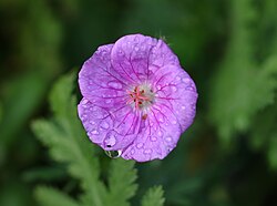 Close up of a wet geranium cultivar (probably 'Johnson's Blue')
