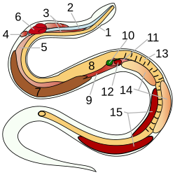 Anatomy of a snake:file info esophagustracheatracheal lungsrudimentary left lungright lungheartliverstomachair sacgallbladderpancreasspleenintestinetesticleskidneys