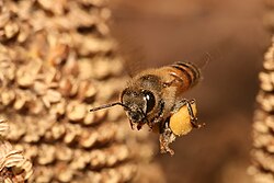 European honey bee carrying pollen in a pollen basket back to the hive