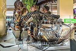Mounted casts of Stegosaurus and Ceratosaurus skeletons posed in combat as "Spikes vs. Claws" in the Deep Time hall at the Smithsonian National Museum of Natural History