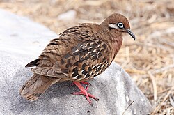 Galápagos dove on Española Island