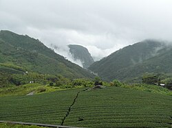 Tea plantation in Alishan