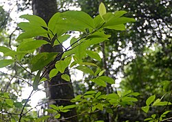 Amazonian coca