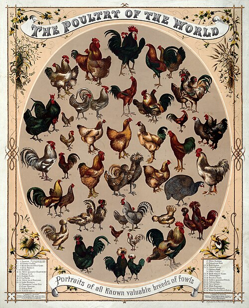 Poultry of the world (c. 1868)