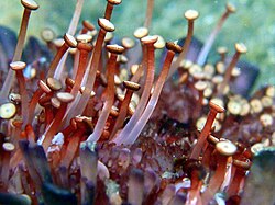 Echinoderms use their tube feet to move about. (Colobocentrotus atratus shown)
