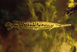 Spotted gar, Lepisosteus oculatus