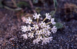 Yellowstone sand verbena is endemic to Yellowstone's lakeshores