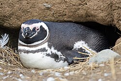 A Magellanic penguin at the entrance of a nest burrow on Magdalena Island in the Strait of Magellan