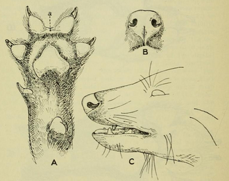 More conservation research is needed for understanding ecology and behaviour of the dhole in central China.