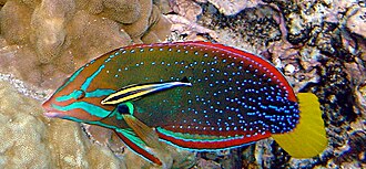Cleaning symbiosis: a Hawaiian cleaner wrasse with its client, a yellowtail wrasse