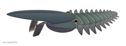 Aegirocassis, a large filter-feeding hurdiid radiodont from Morocco