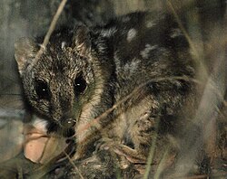 The cane toad has been linked to the to decreases in northern quolls in some parts of Australia