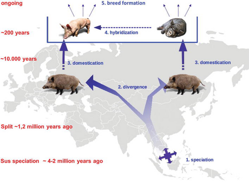 The initial emergence of wild pigs, followed by the genetic divergence between boars and pigs and the domestication of pigs [20]