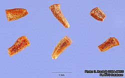 Seeds of Eucalyptus camaldulensis