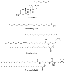 Structures of some common lipids. At the top are cholesterol and oleic acid.[44] The middle structure is a triglyceride composed of oleoyl, stearoyl, and palmitoyl chains attached to a glycerol backbone. At the bottom is the common phospholipid, phosphatidylcholine.[45]