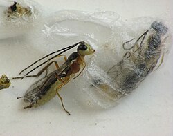 Adult Hercus fontinalis, a species of parasitoid wasp, emerging from cocoon