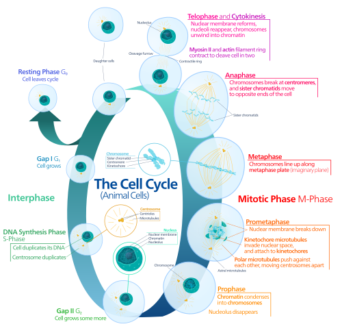 Mitosis in the animal cell cycle (phases ordered counter-clockwise).