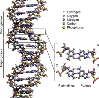 The structure of the DNA double helix (type B-DNA). The atoms in the structure are colour-coded by element and the detailed structures of two base pairs are shown in the bottom right.