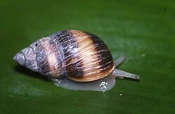 The Moorean viviparous tree snail has been listed as extinct in the wild since 2009.